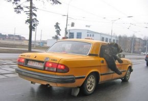 Номера не наши! Мишка где-то забухал и в пьяном угаре уехал, очнулся видит, что не в России. Прыгнул в такси и кричит - шеф гони домой, плачу два счетчика