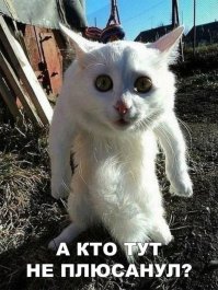 Эти коты - уже почти люди!