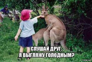 Как дела в качалке, пацаны? Вам никогда не выглядеть так же круто, как этот мускулистый кенгуру
