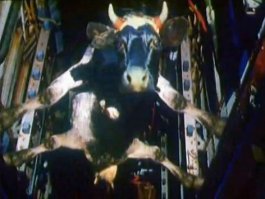 Что происходит, когда птица сталкивается с самолетом?