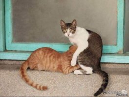 Ну да,всё как у людей