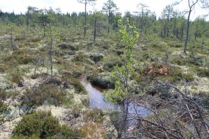 В Карелии болота этим летом не хуже, а отпуск точно лучше;) и людей...никого на десятки километров:) (Нюхча)