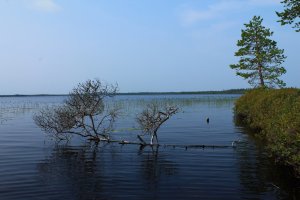 В Карелии болота этим летом не хуже, а отпуск точно лучше;) и людей...никого на десятки километров:) (Нюхча)