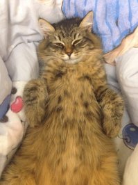 Мой котёнок ))
Всем хорошего настроения и котиков.