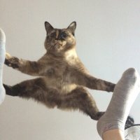 30 смешных кошачьих фотографий из интернета