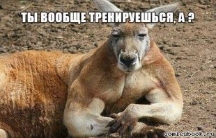 Как дела в качалке, пацаны? Вам никогда не выглядеть так же круто, как этот мускулистый кенгуру