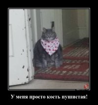 Борьба сумо по-кошачьи