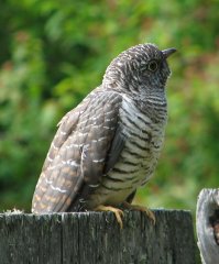 По моему это не голубь а кукушонок...