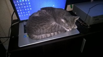 Наша Рюша так же себе завела мою жену))))) Выбежала на встречу и забралась на руки. Правда, как оказалось она просила о помощи, какие то мрази полили её кислотой. Мы то не знали, а кислота уже впиталась. Хорошо, что мы помыли малышку сразу. А на следующее утро увидели вместо спины кровавую дыру. И понеслось лечение.