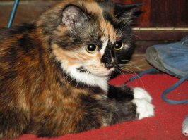 А вдруг он давно вернулся на землю и ищет Вас? Моя Масенька уйдя на золотую тучку вернулась ко мне в облике 12-ти пушистиков. Если бы не она, то все бы они умерли. Я бы прошёл мимо и не подобрал умирающие комочки. Всё это заслуга моей доченьки.