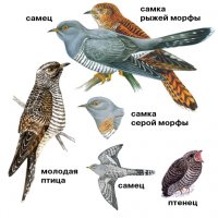 Скорее всего это какая-то кукушка. Мелковата птичка для голубя. И хвост слишком длинный.