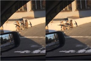 Недоверием сквозит сея подборка. Или так только кажется?