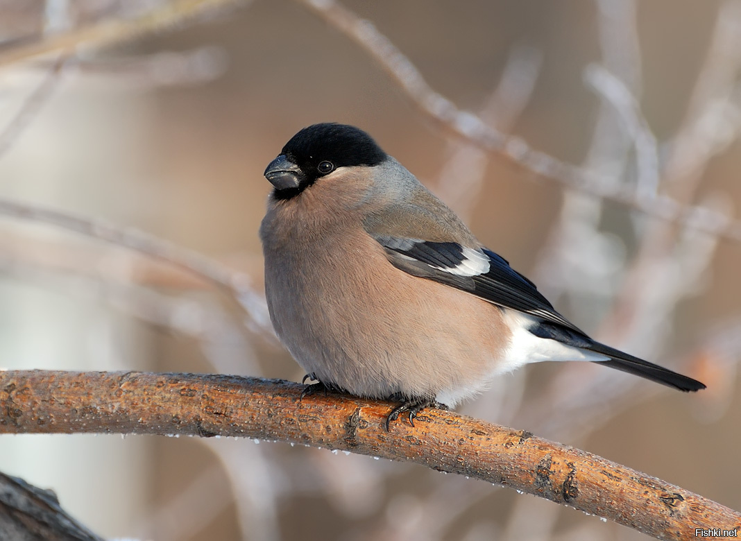снегирь фото птица самец и самка. снегирь самка и самец. снегирь женский. снегирь самка и самец. снегирь женский.