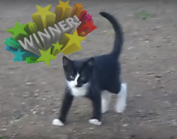 Забавные зверушки)