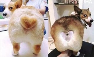 Сиамские близнецы после операции по разделению...