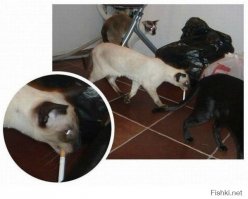 Эти коты - уже почти люди!