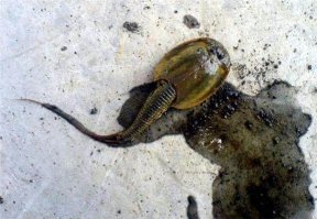 Агась, видали мы таких чужих!