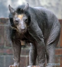 Да ладно. Ощипайте страуса - и пугайтесь с него. Или вот с лысого медведя: