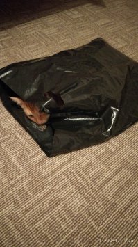 Моему бесполезно что-то делать))) Любимые места ванная и пакеты))) в коробку категорически не хочет) Еще любит под одеялом спать:)