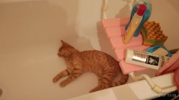 Моему бесполезно что-то делать))) Любимые места ванная и пакеты))) в коробку категорически не хочет) Еще любит под одеялом спать:)