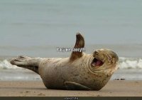 Зачем идти к проктологу, когда есть полиция