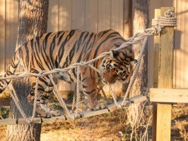 Любящие хозяева смастерили мост для кота в стиле Индианы Джонса