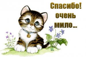 Беременная кошка пришла к людям за помощью