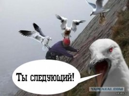 Что у чайки на обед