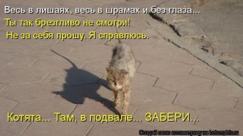 Беременная кошка пришла к людям за помощью
