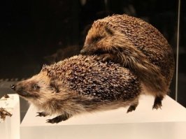 Лысая ежиха для ежа просто просто подарок-нет риска уколоться.