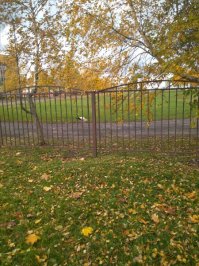 Вчерашнее фото .
Аист в городе , извиняюсь за качество , дочь фотографировала .
И осенние яблоки .
Задерживается нынче осень , красивая , теплая , дождливая .