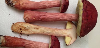 Вот про что вы говорите,на видео совсем другой гриб