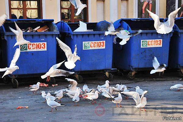 Как избавиться от чаек во дворе. Чайки на мусорках. Чайки на помойке. Птицы на помойке.