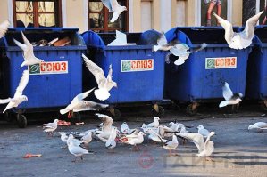 Что у чайки на обед