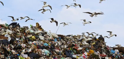 Что у чайки на обед