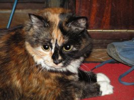 Кошки, которые "строят глазки" своим хозяевам