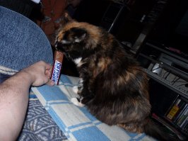 Своя цветнуша? У менятМасенька тоже черепаховая была...