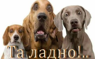 Как русскому мужику депутаты спать не дали