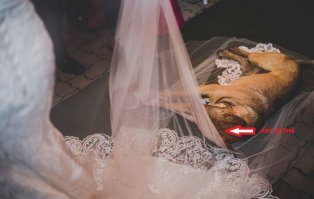 Походу это другая собака: