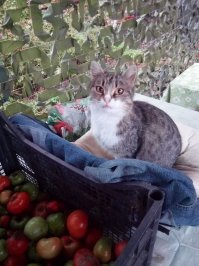 Кошатинка наша)