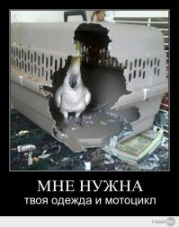 А может это попугай?