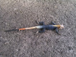 Геккон , фоткал в Браззавиле(Конго) в 2014.