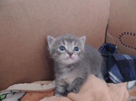 Яркие эмоции наших питомцев. наблюдать за ними — одно удовольствие!