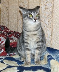 Яркие эмоции наших питомцев. наблюдать за ними — одно удовольствие!