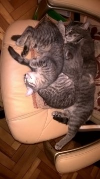 И не только так. У меня несколько поколений. Внучки спят с мамой, а мама с бабушкой.