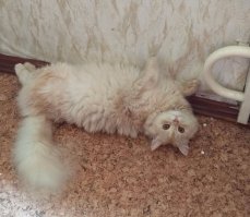 Во! А у меня живёт точный двойник этого водоплавающего!  Купаться, правда, не любит, но воду только стекающую из крана в ванну пьет. И вот так валяется на спине под батареей...