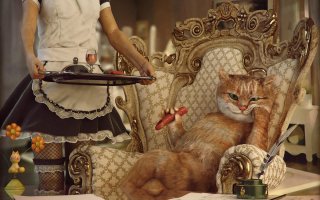 “Псс, еда есть? А если найду?” Нахалёнок кот и добрые соседи или  инструкция по выживанию