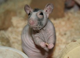 Трамп - моль, Обама - лишайник, а  Гитлер - жук