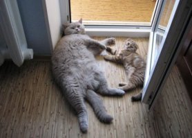 - Нее, сегодня к соседям не пойдем. ))