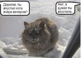 “Псс, еда есть? А если найду?” Нахалёнок кот и добрые соседи или  инструкция по выживанию